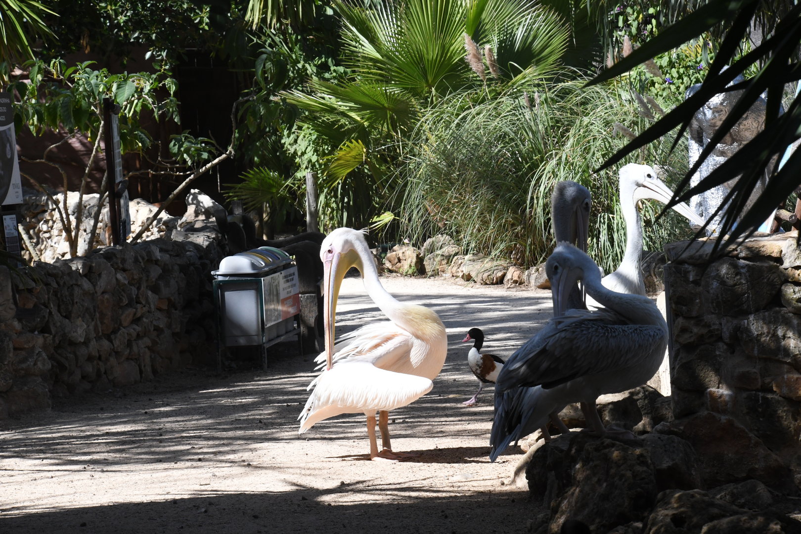 Great White Pelican and Pink-backed Pelicans (free-ranging)