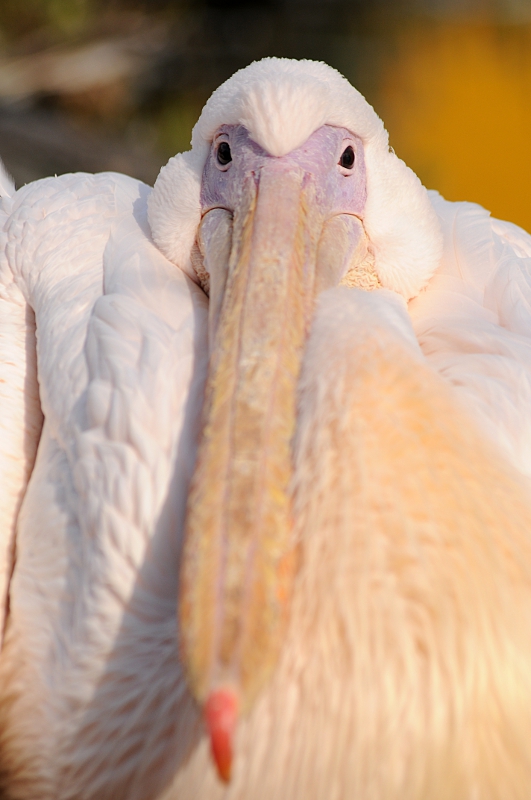 Great white pelican at Bad Pyrmont