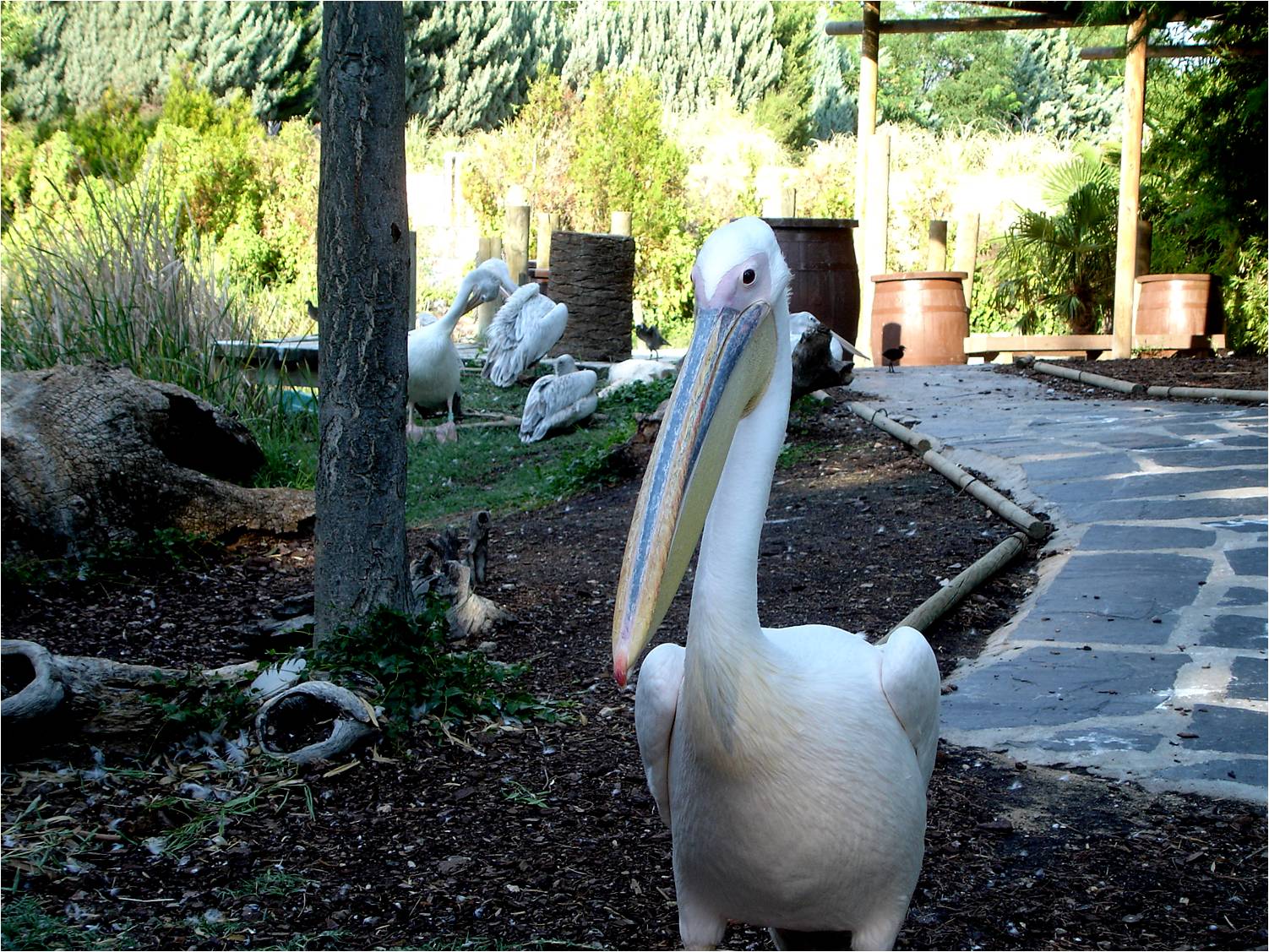 Great White Pelican at Faunia, 21/07/12