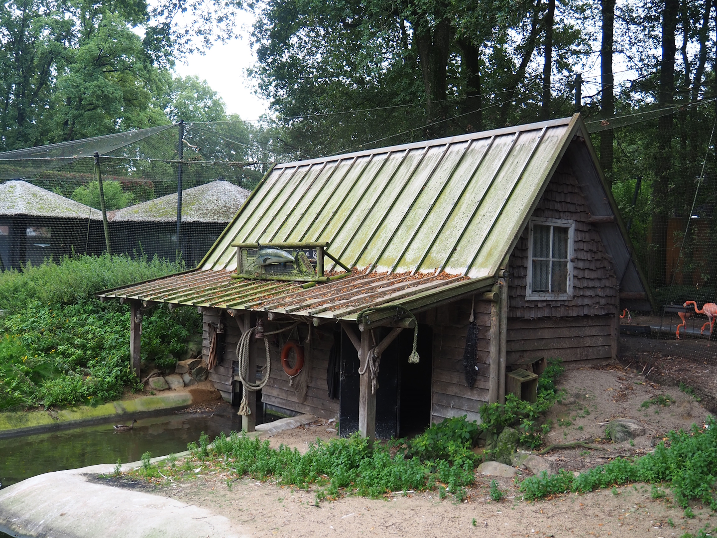 Great white pelican barn, 2023-08-17