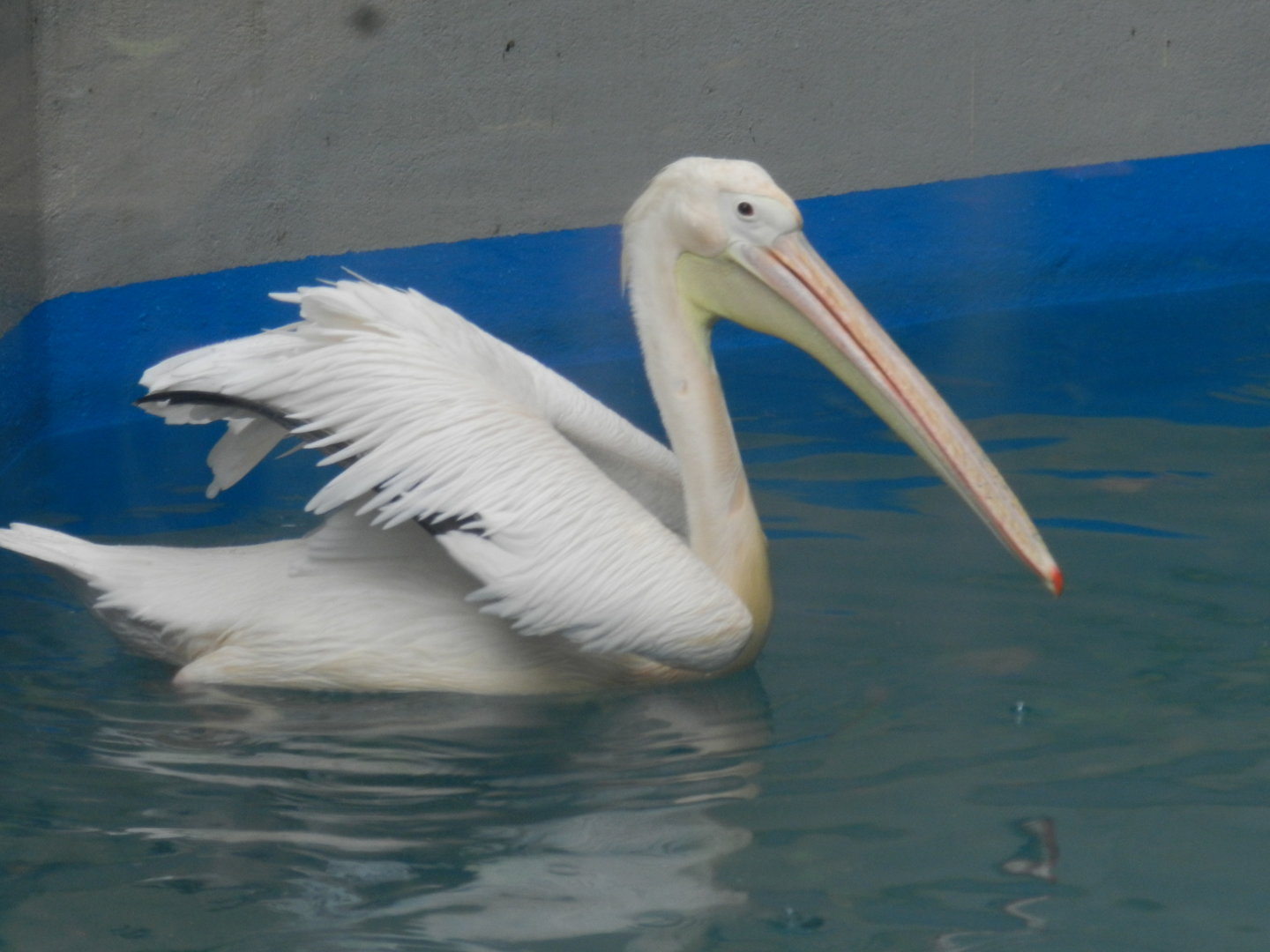 Great white pelican - Bioparque do Rio