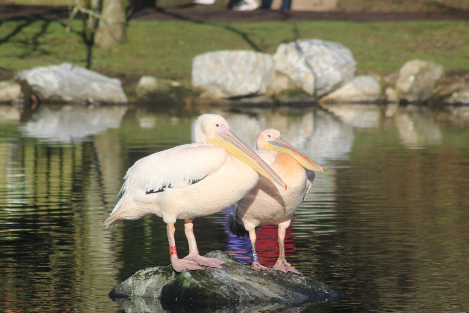 Great white pelican brothers