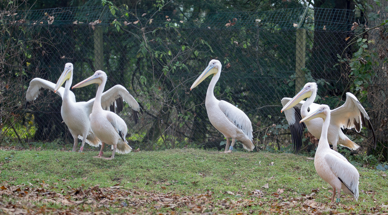Great white pelican : Cotswold WP : 03 Dec 2016
