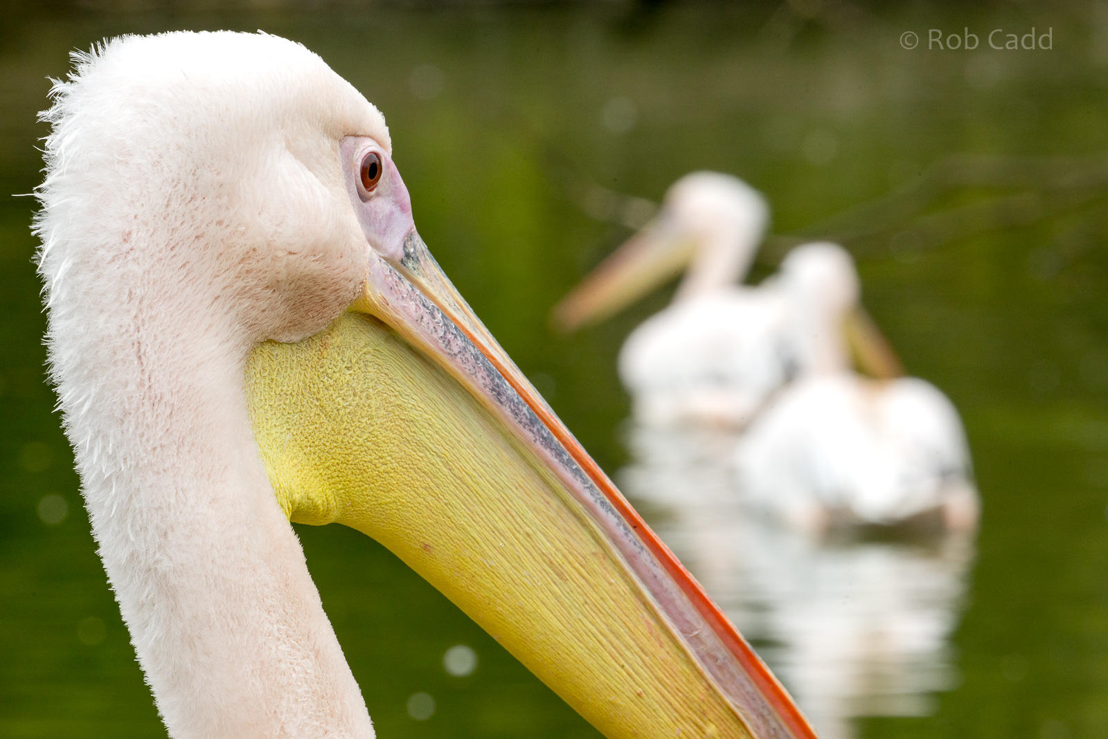 Great white pelican : Cotswold WP : 21 Apr 2017
