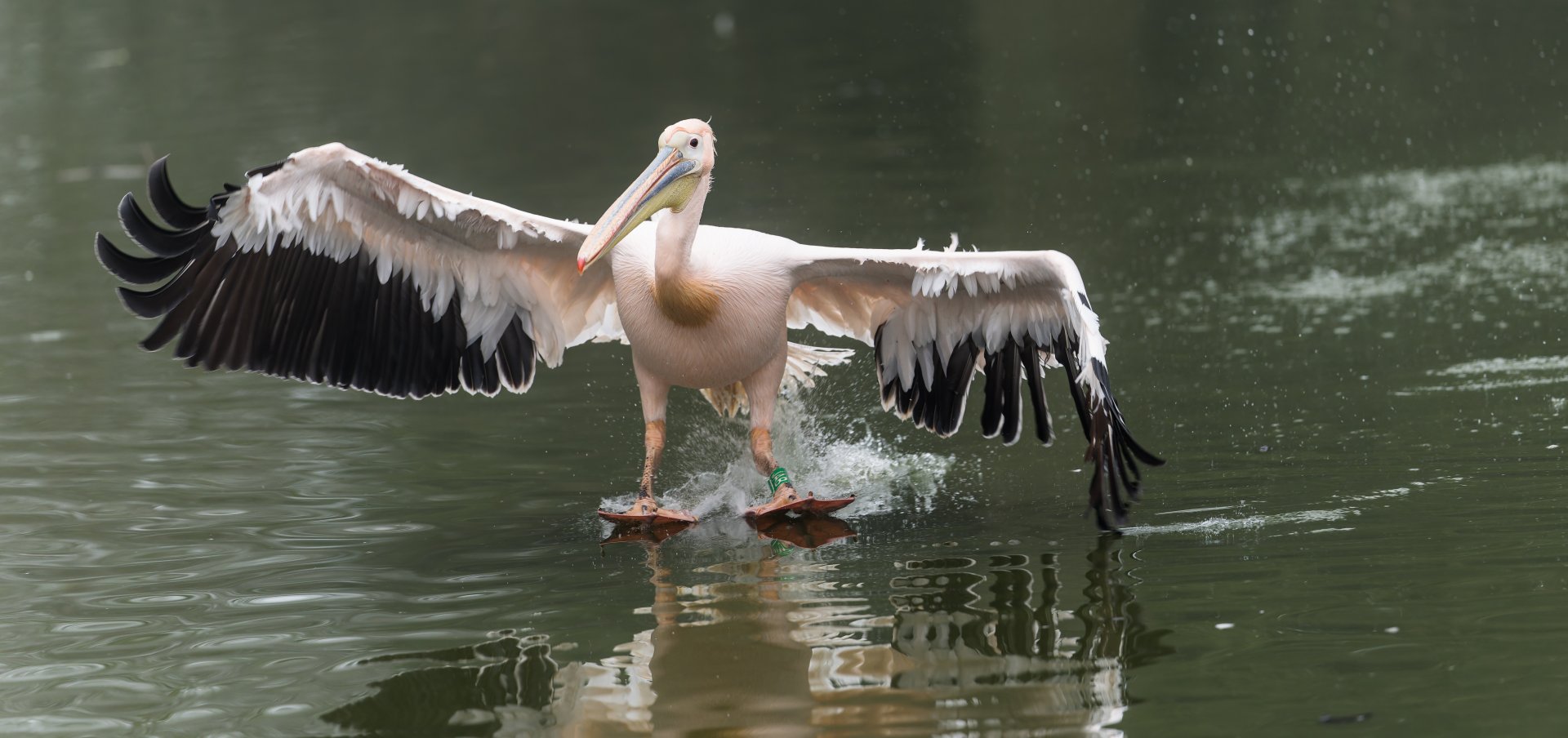 Great White Pelican, CWP, UK
