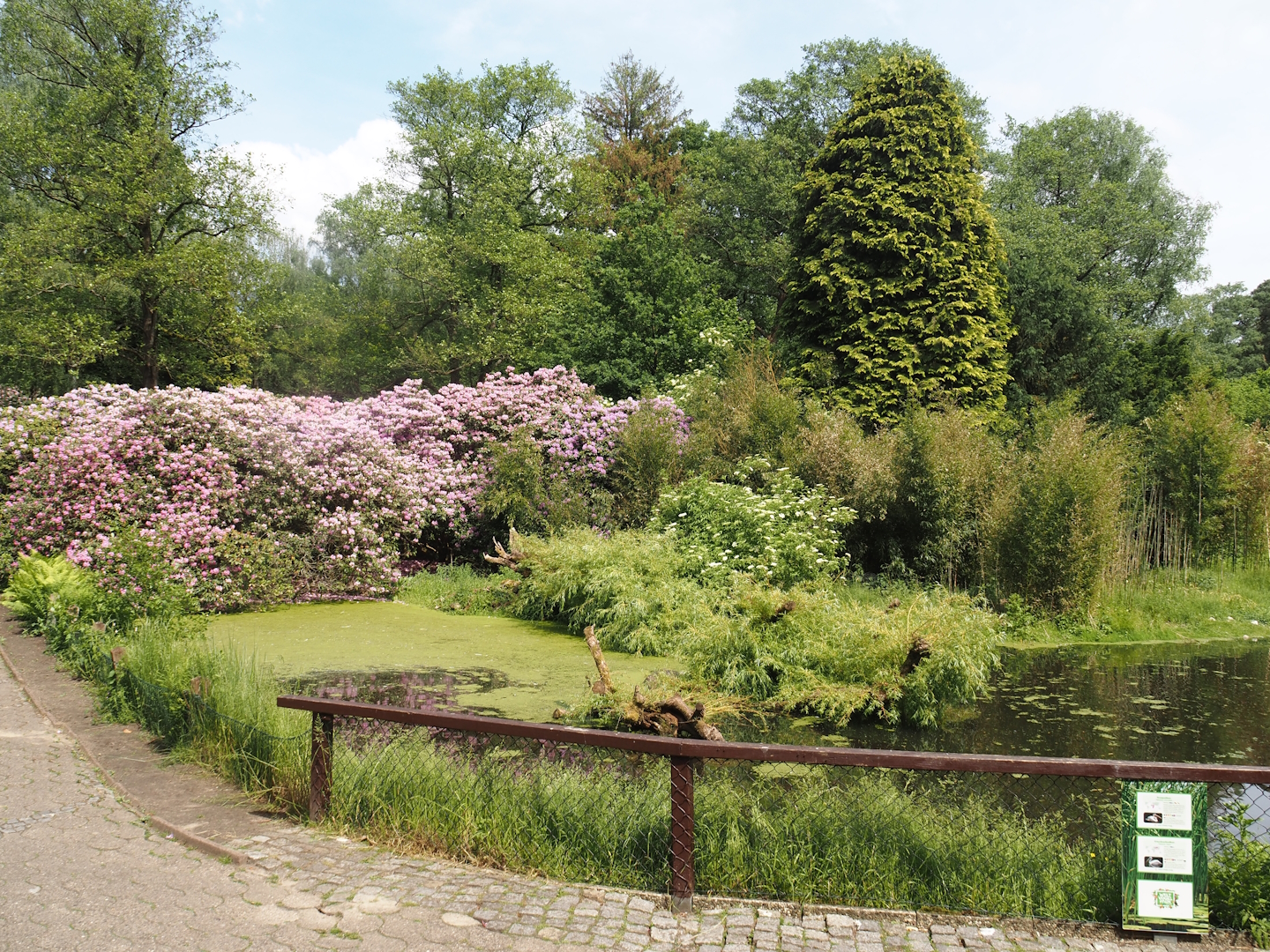 Great white pelican, Dalmatian pelican and Bewick's swan exhibit, 2024-05-21