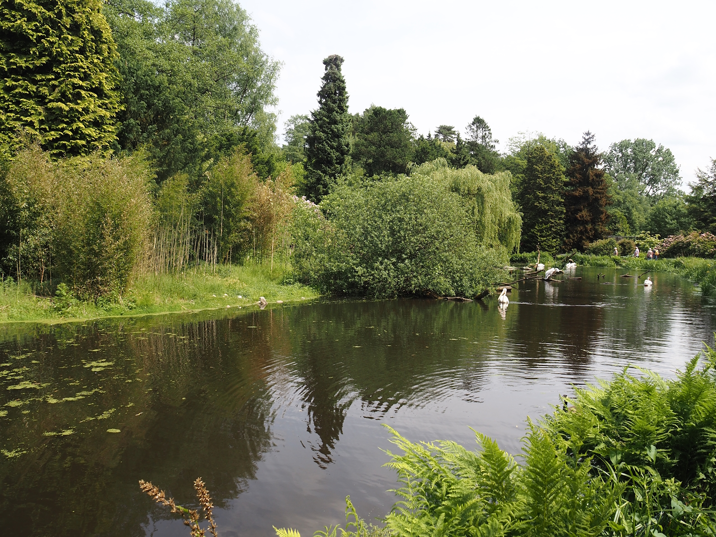 Great white pelican, Dalmatian pelican and Bewick's swan exhibit, 2024-05-21