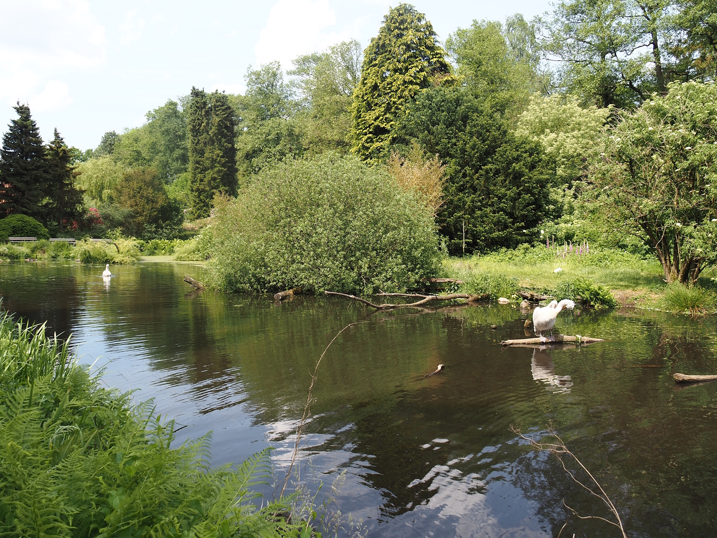 Great white pelican, Dalmatian pelican and Bewick's swan exhibit, 2024-05-21