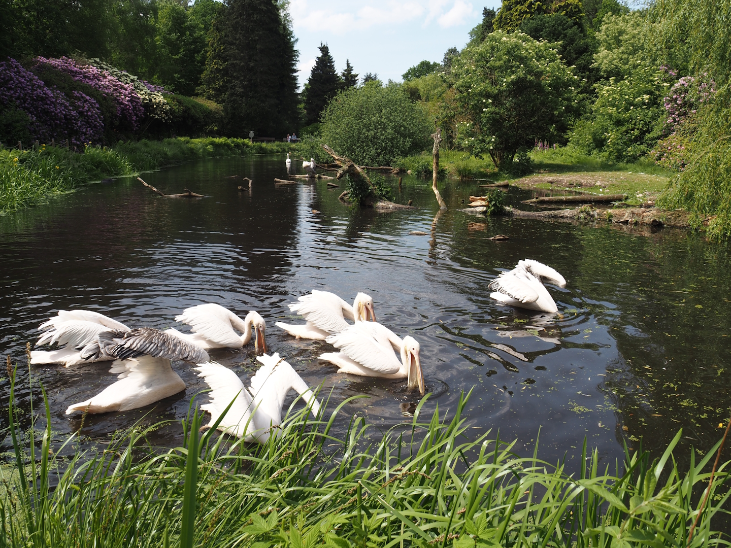 Great white pelican, Dalmatian pelican and Bewick's swan exhibit, 2024-05-21
