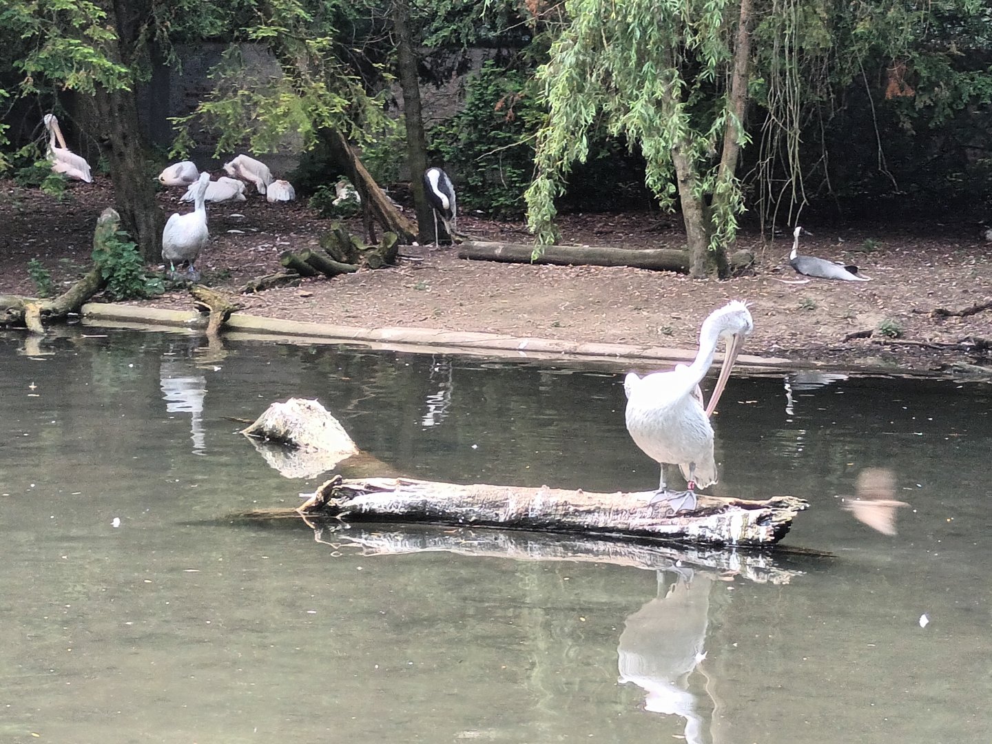 Great white Pelican, Dalmatian Pelican and White naped Crane Enclosure