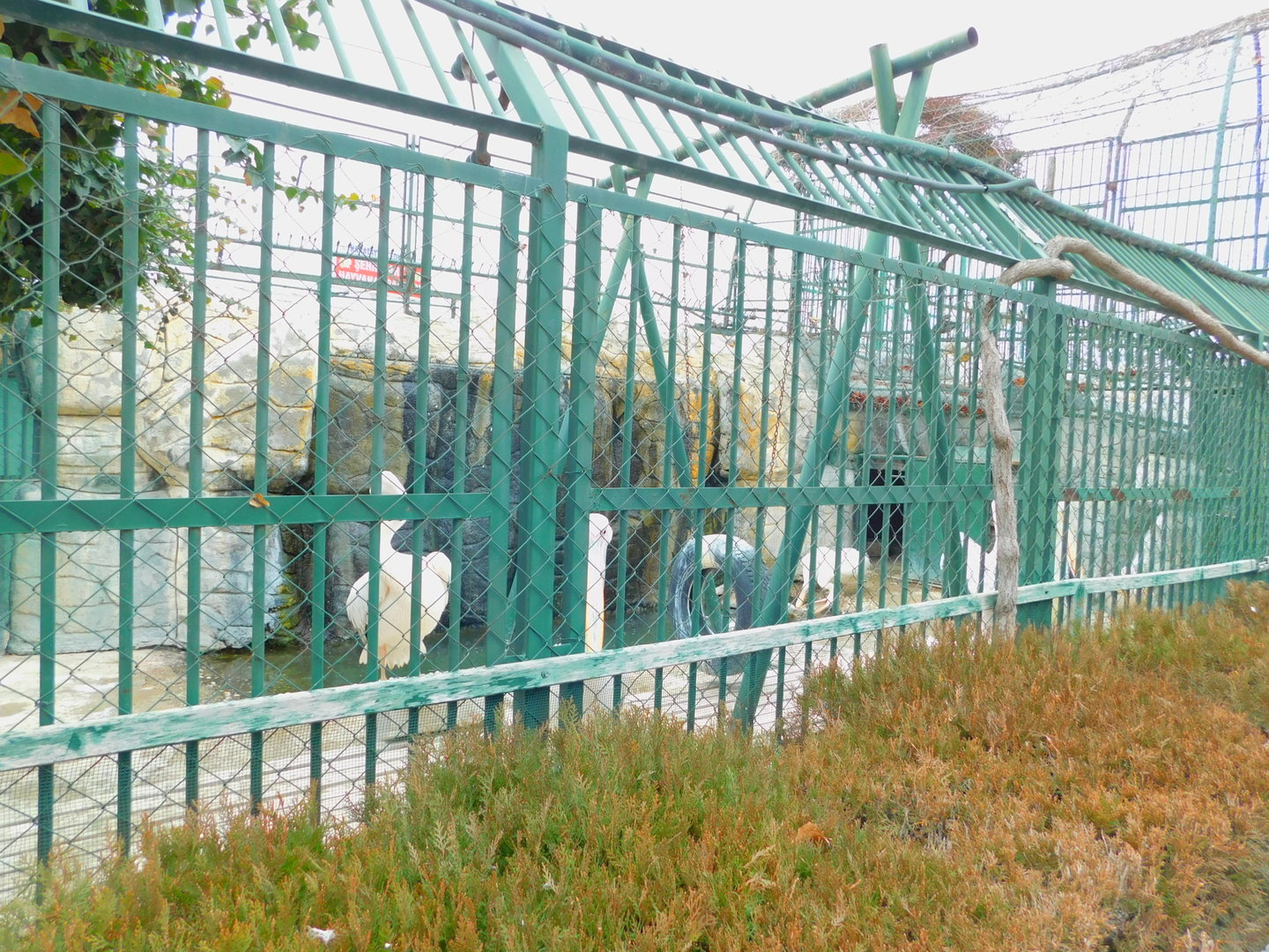 Great White Pelican Enclosure at the Karatay Zoo