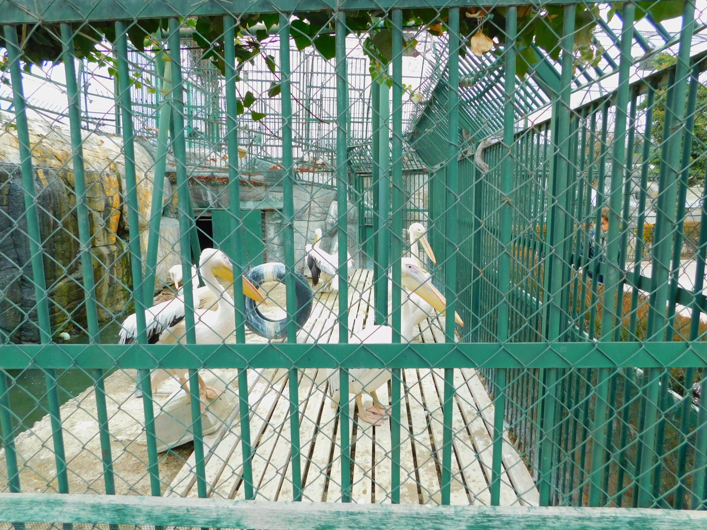 Great White Pelican Enclosure at the Karatay Zoo