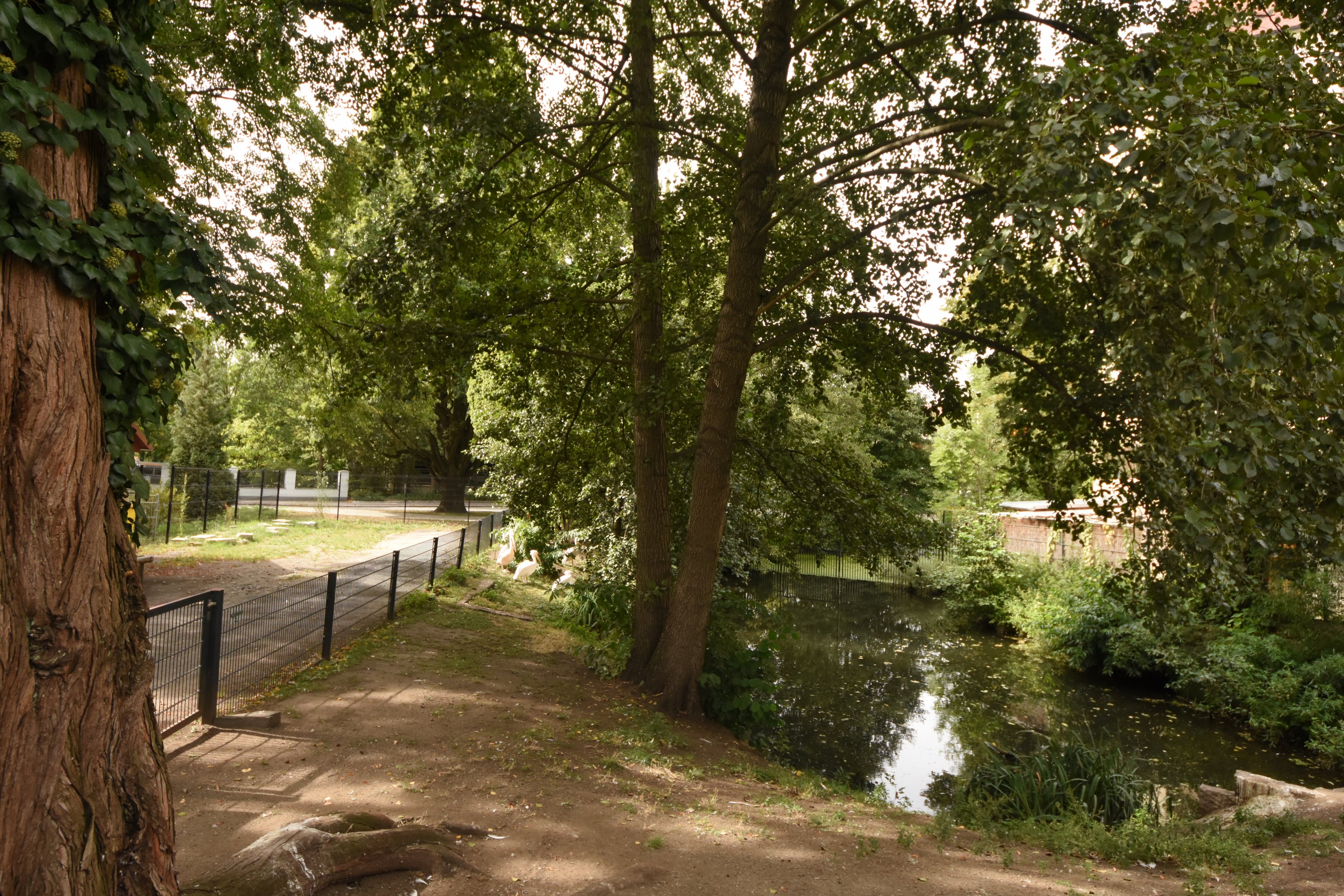 Great white pelican enclosure