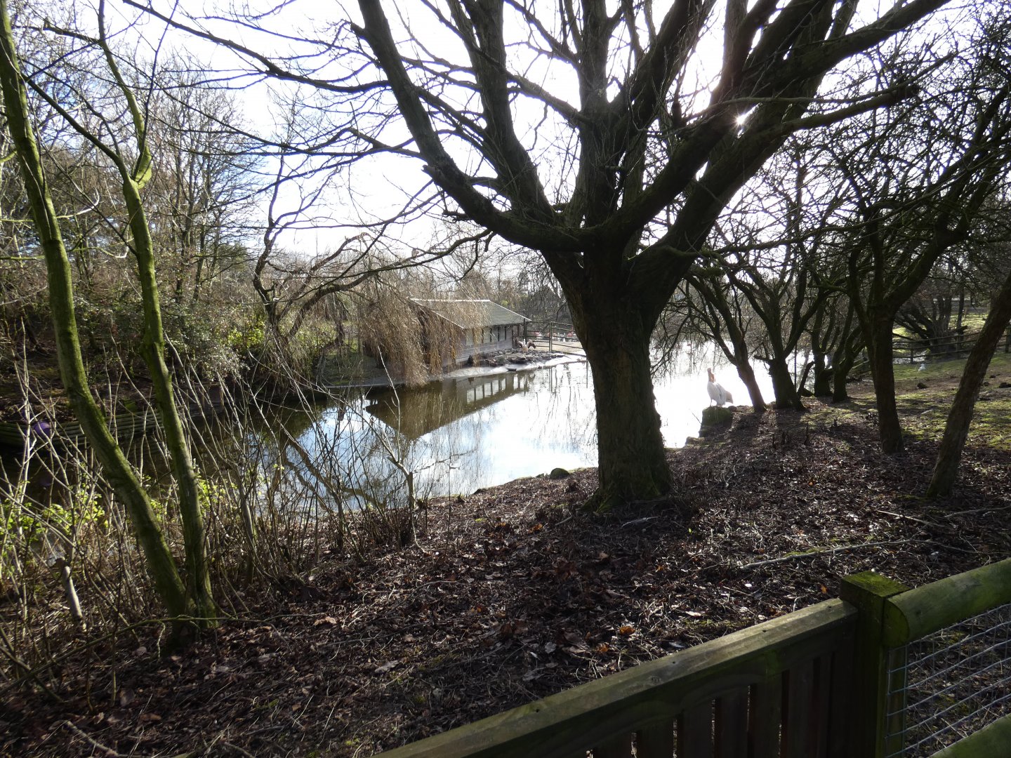 Great white pelican enclosure