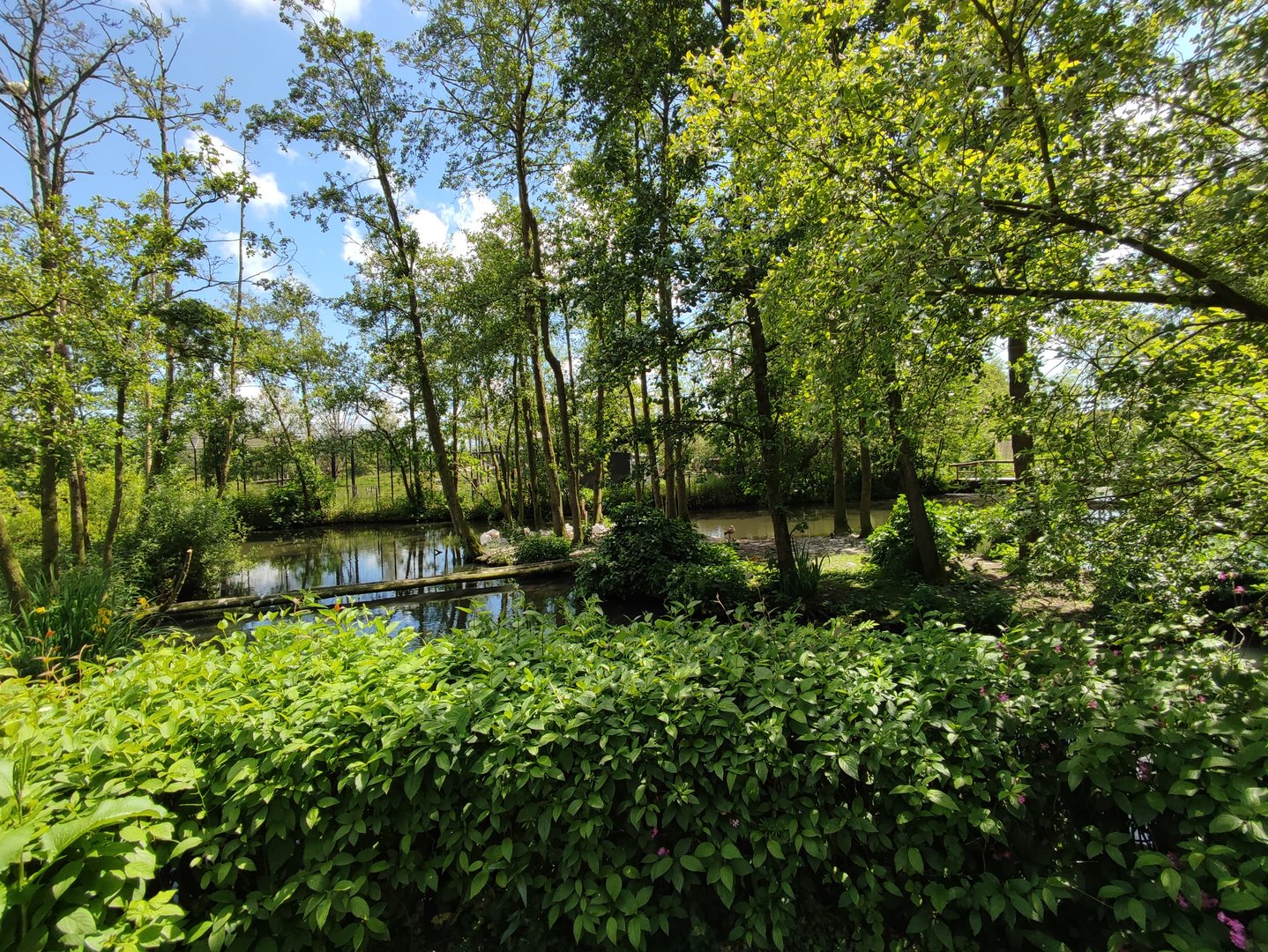 Great white pelican enclosure