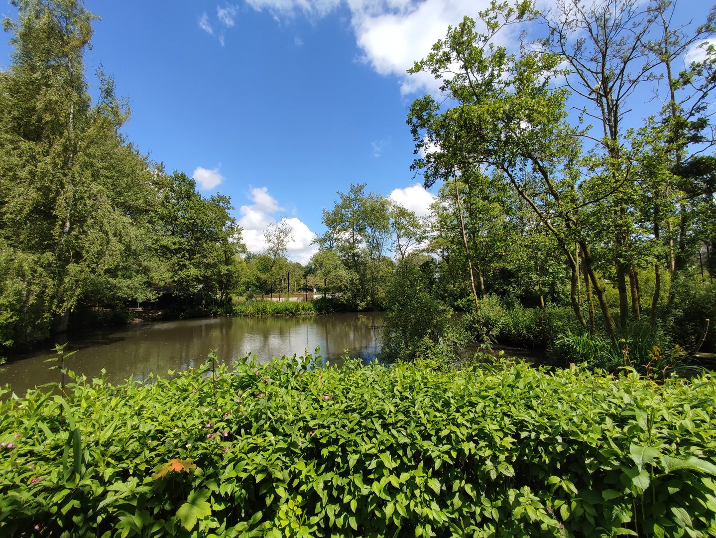 Great white pelican enclosure