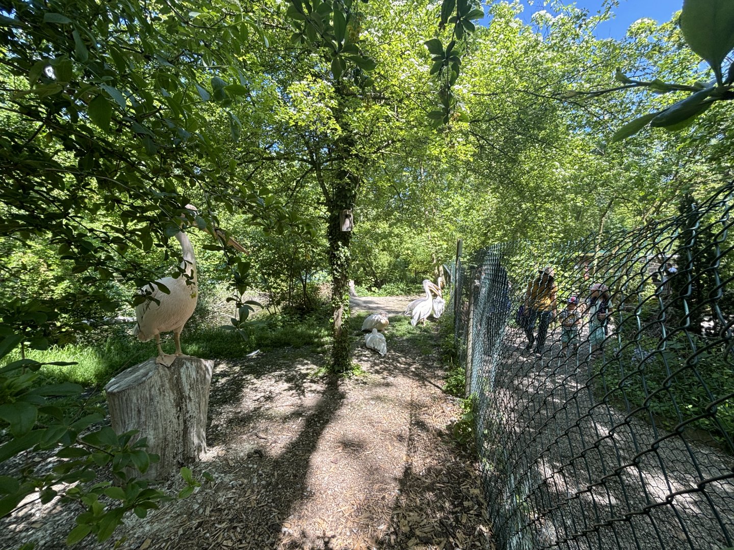 Great White Pelican Enclosure