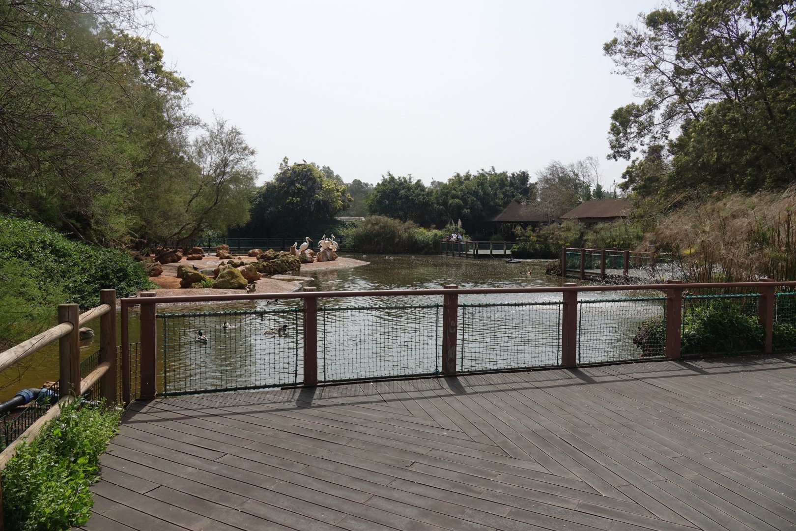 Great White Pelican Enclosure