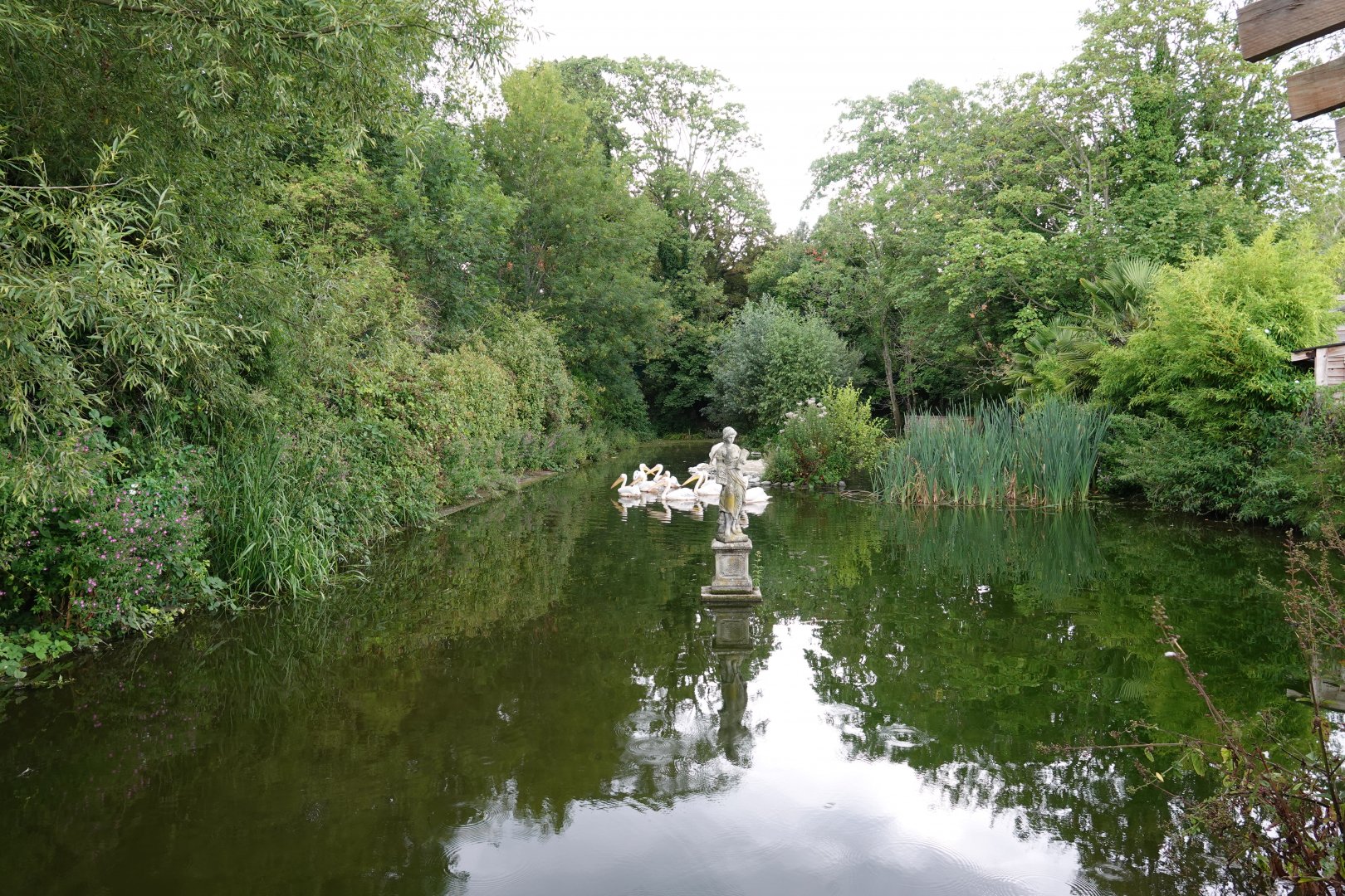 Great white pelican enclosure