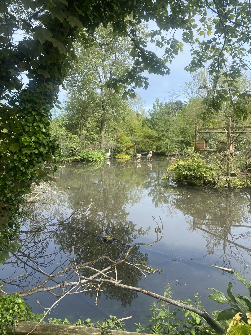 Great white pelican exhibit 060523