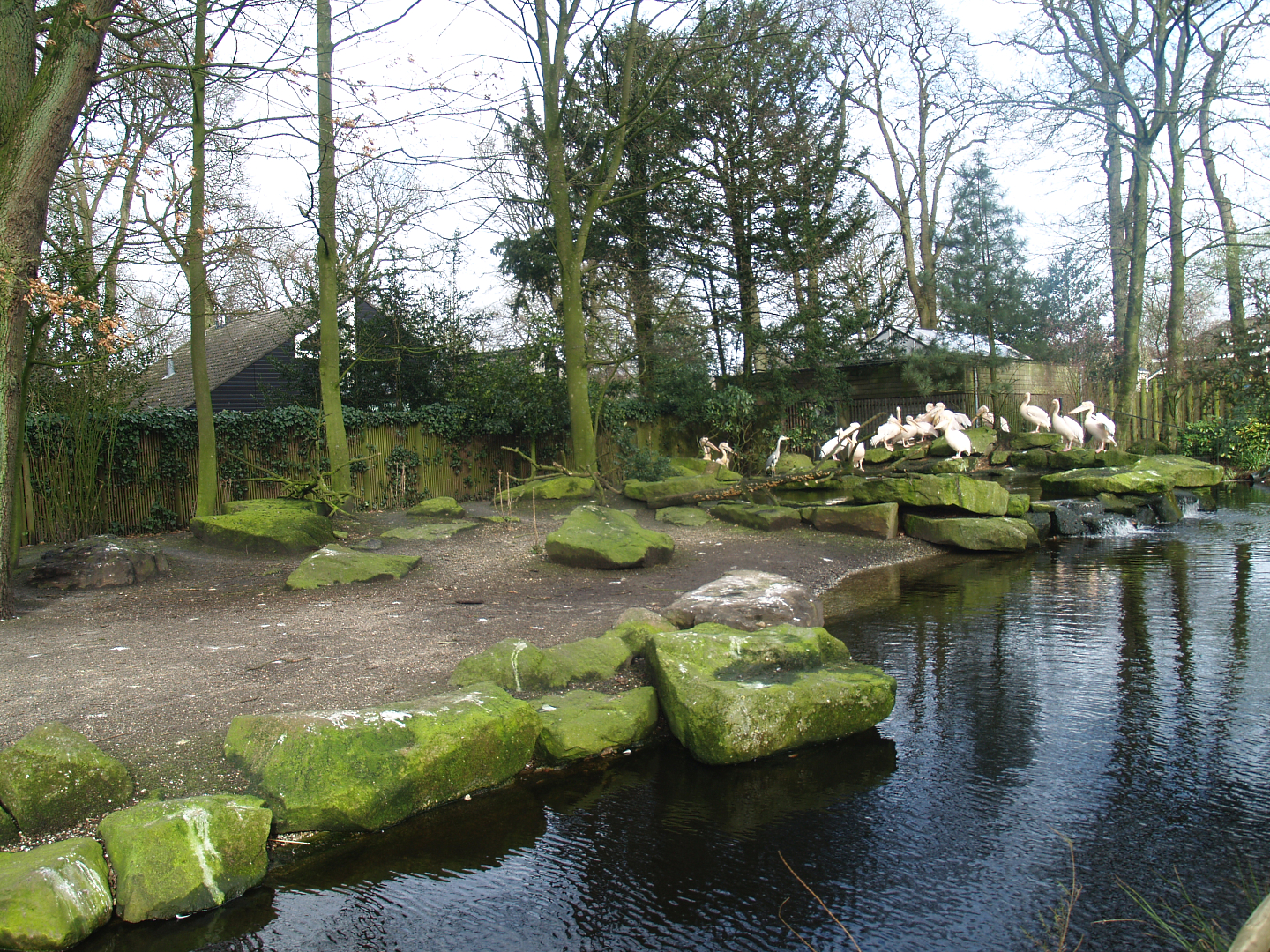 Great white pelican exhibit, 2008-03-01