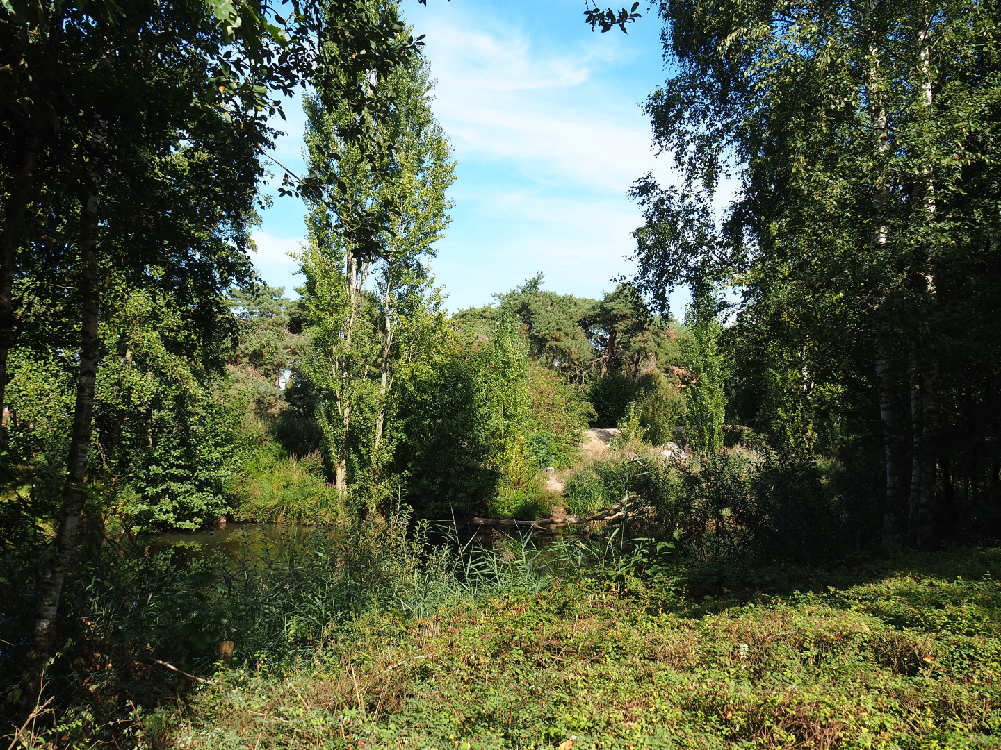 Great white pelican exhibit, 2019-09-15