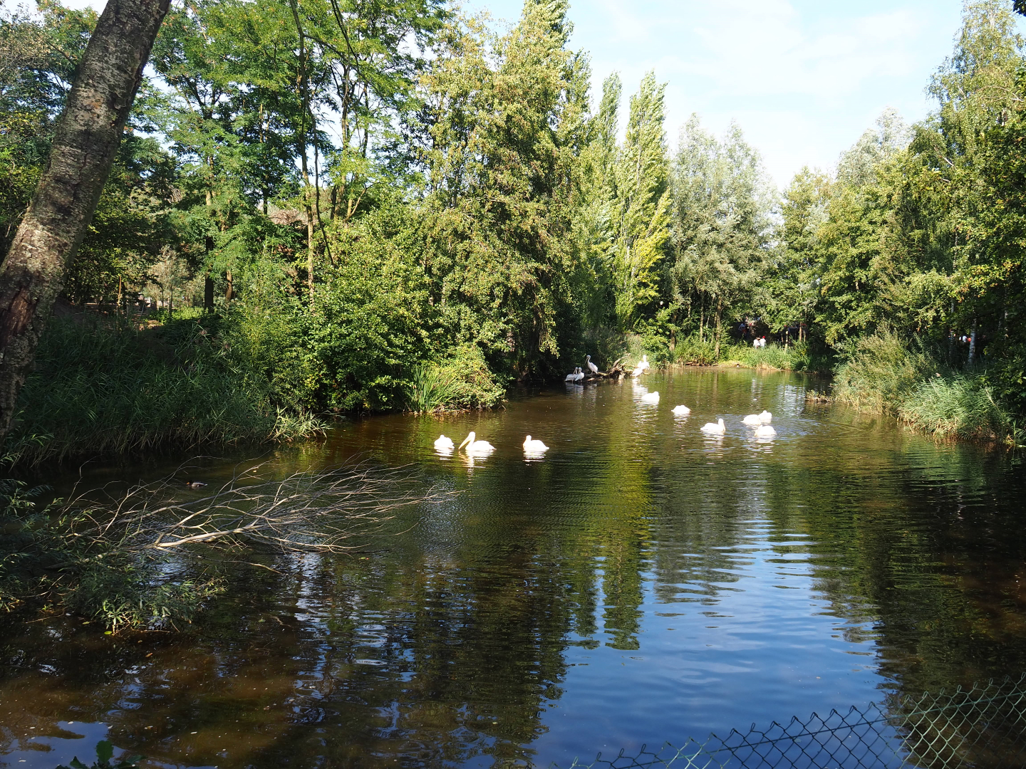 Great white pelican exhibit, 2019-09-15