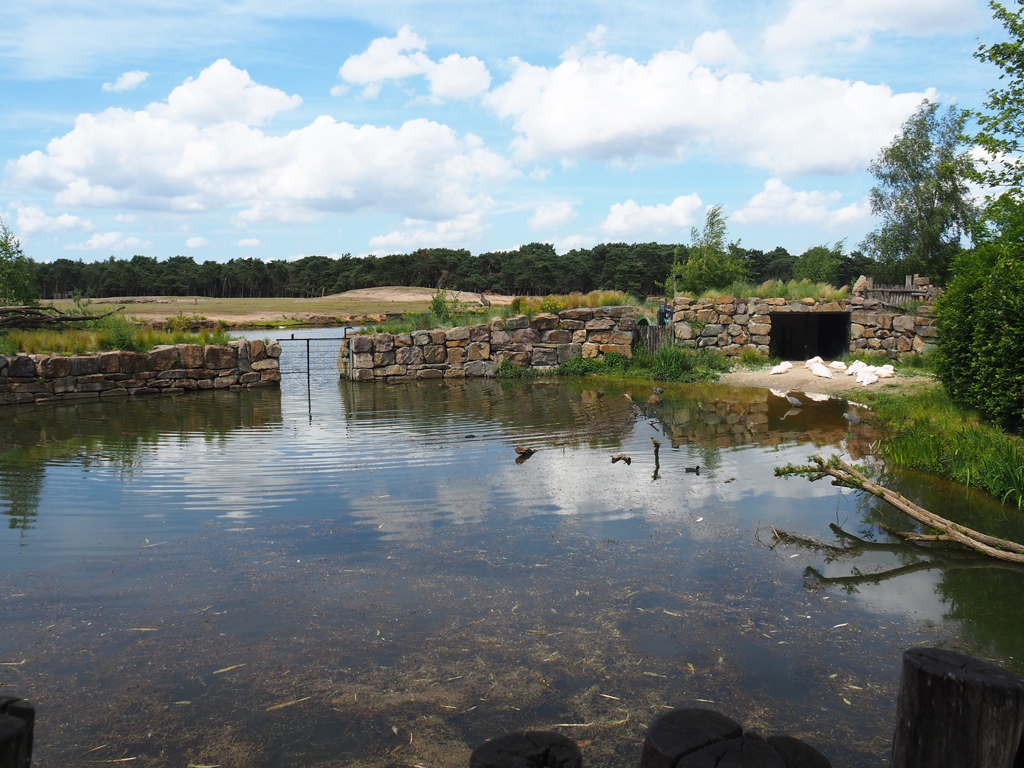 Great white pelican exhibit, 2022-06-12
