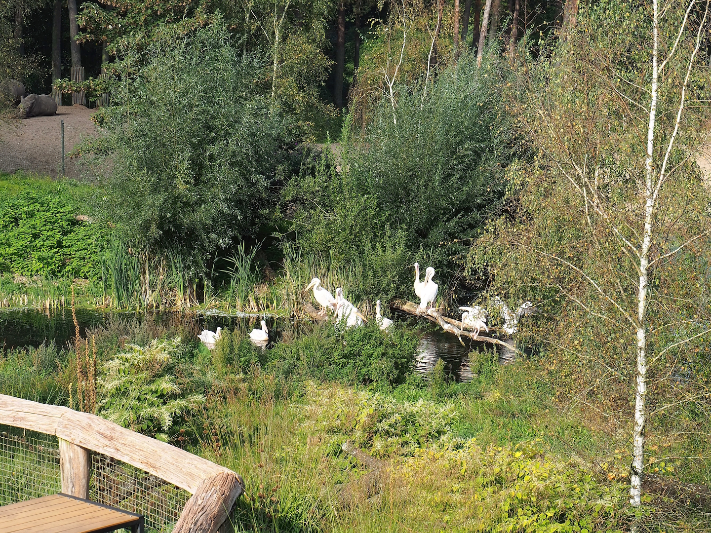 Great white pelican exhibit, 2023-10-07
