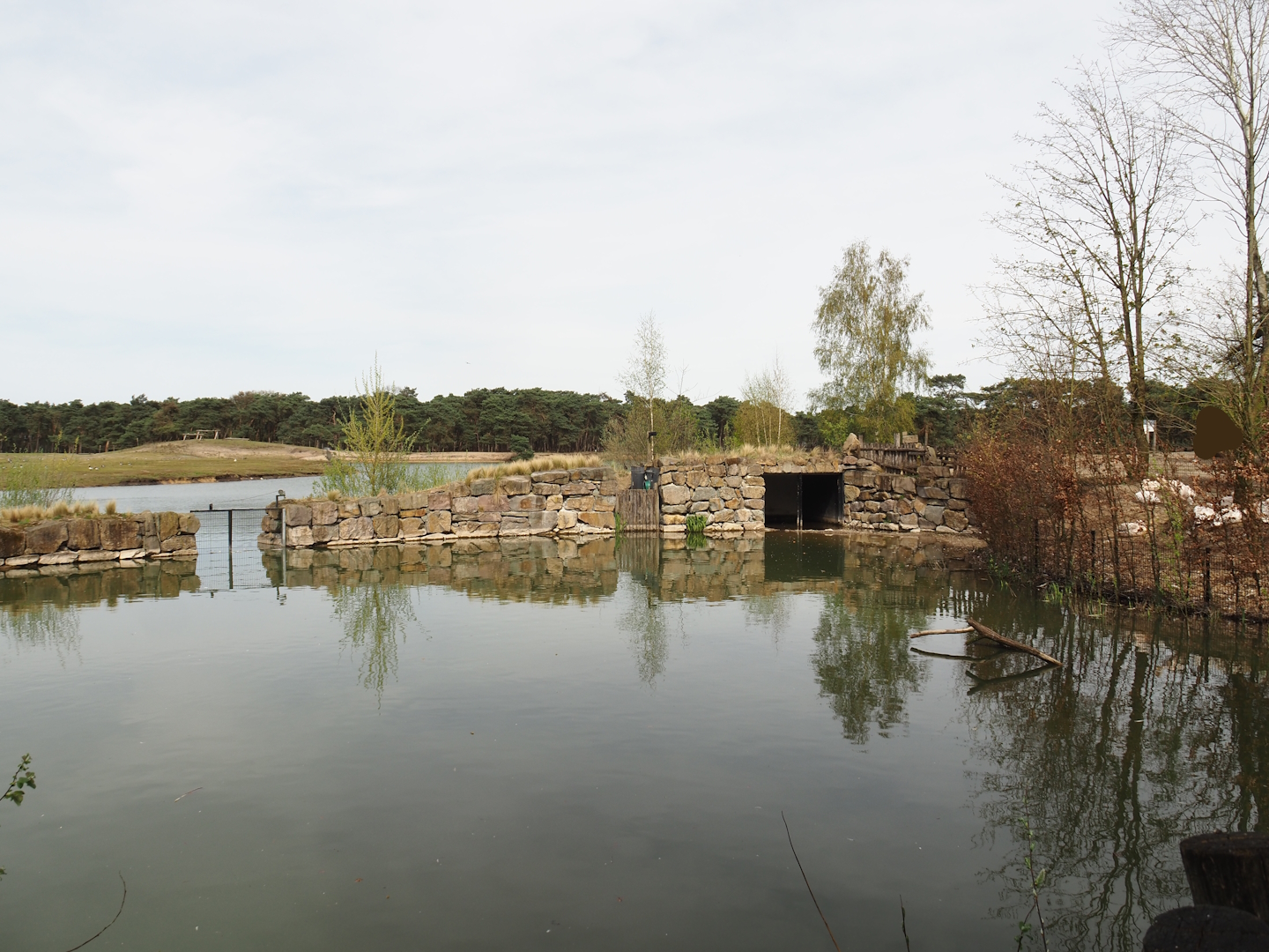 Great white pelican exhibit, 2024-04-06