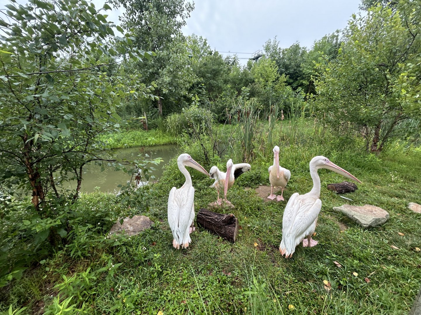 Great White Pelican Exhibit - African Journey