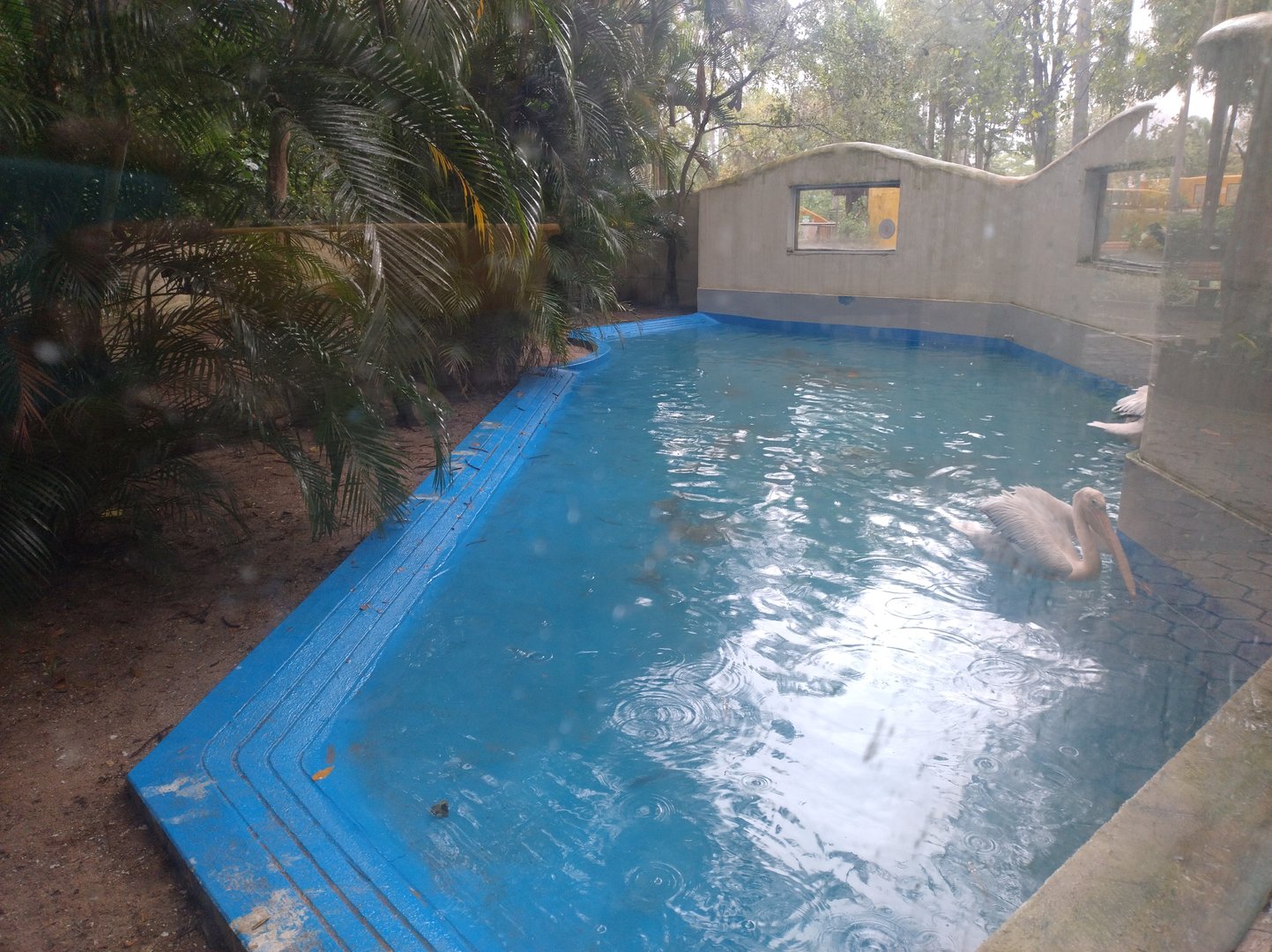 Great white pelican exhibit - Bioparque do Rio