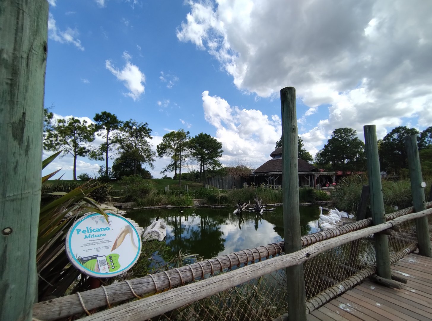 Great white pelican exhibit - Temaiken