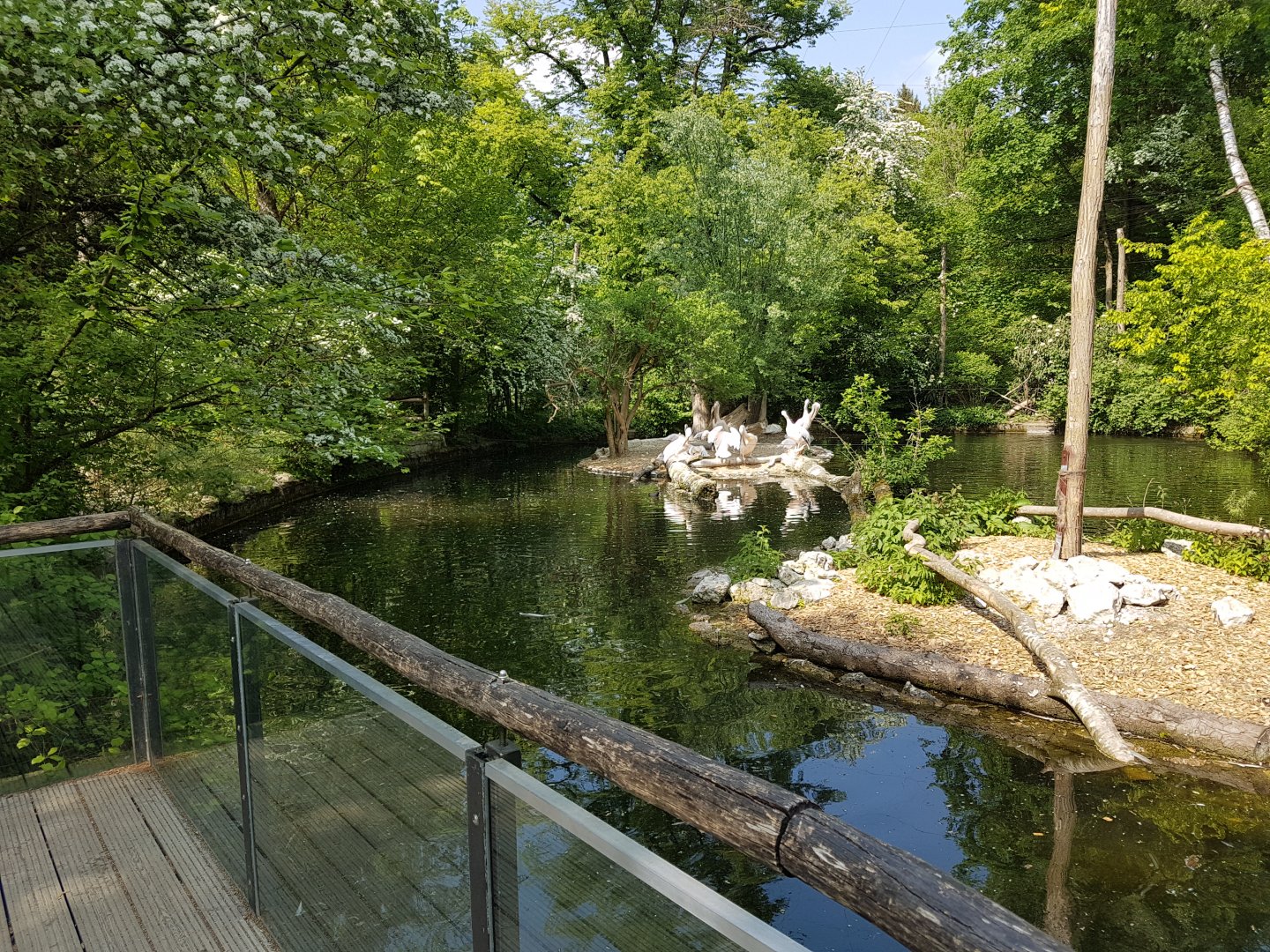 Great White Pelican Exhibit