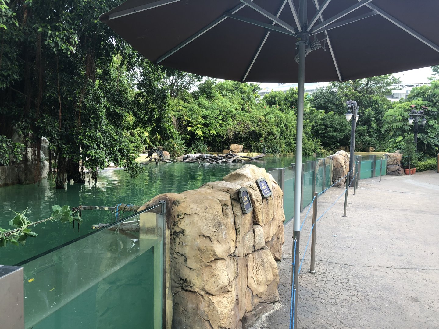 Great White Pelican Exhibit