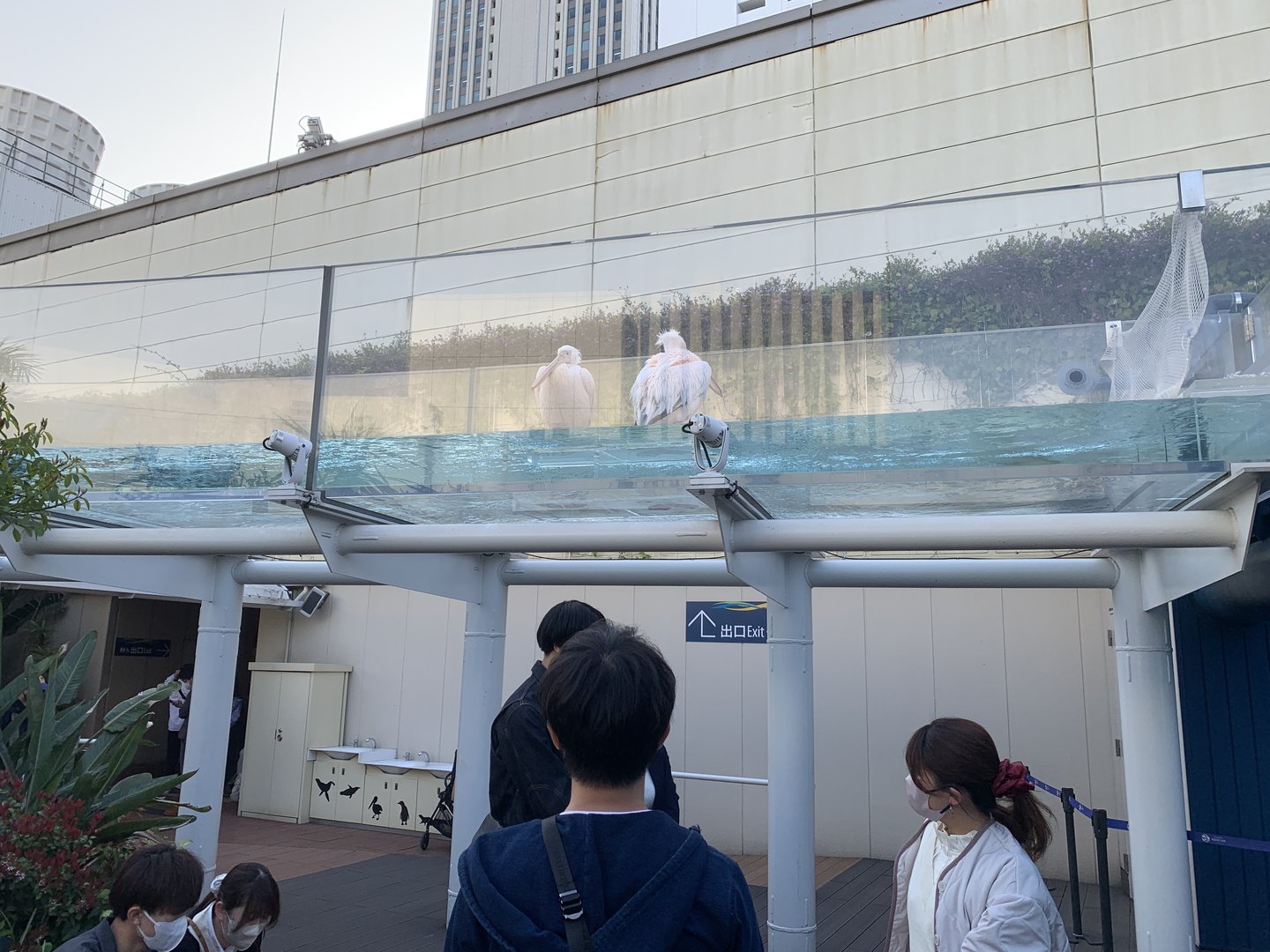 Great White Pelican Exhibit