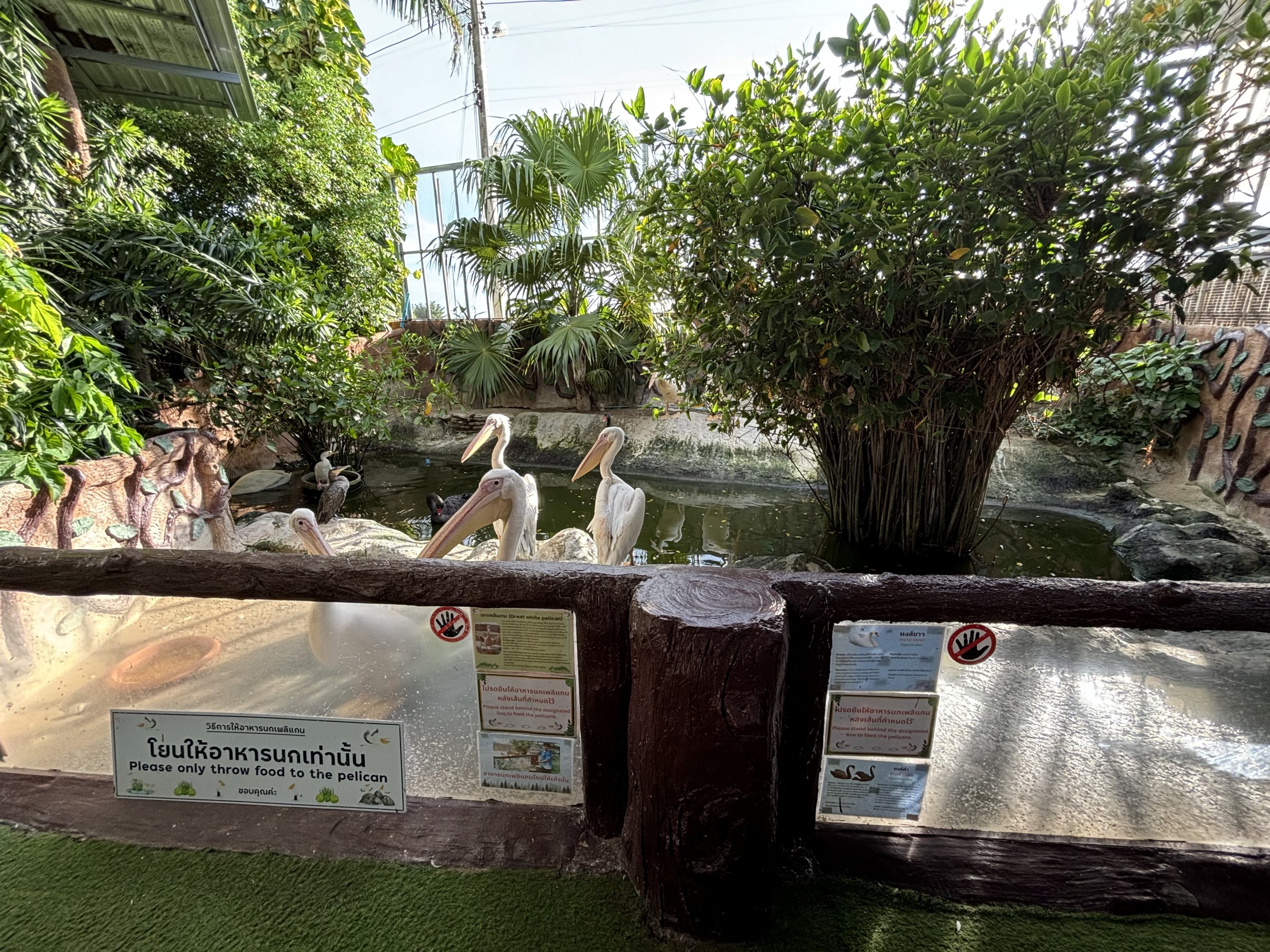 Great White Pelican Exhibit