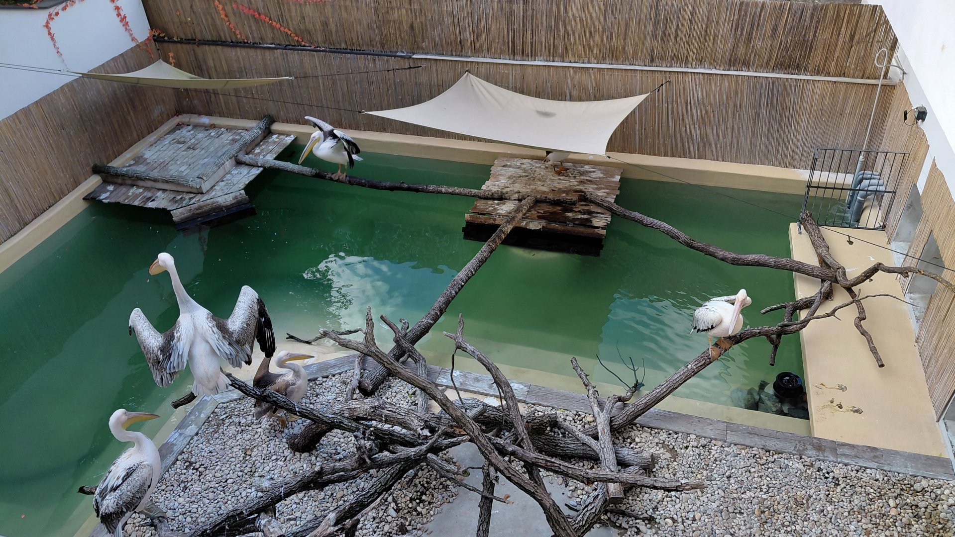 Great white pelican exhibit