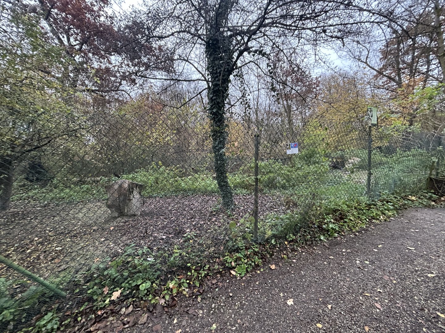 Great White Pelican Exhibit