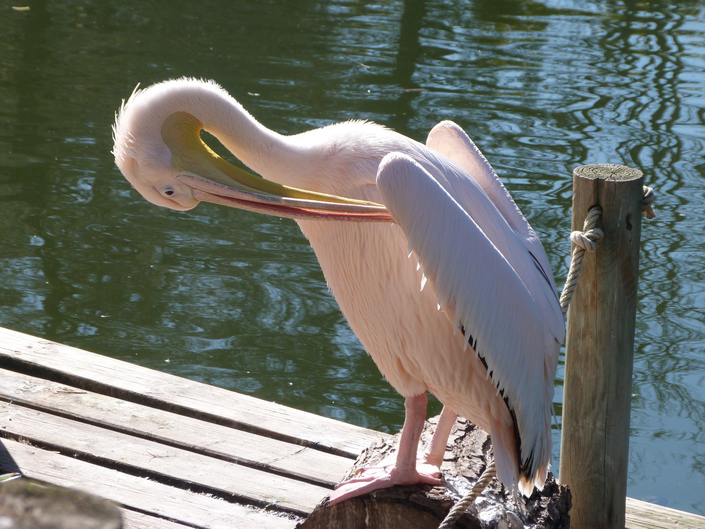 Great white pelican -Faunia (2025)