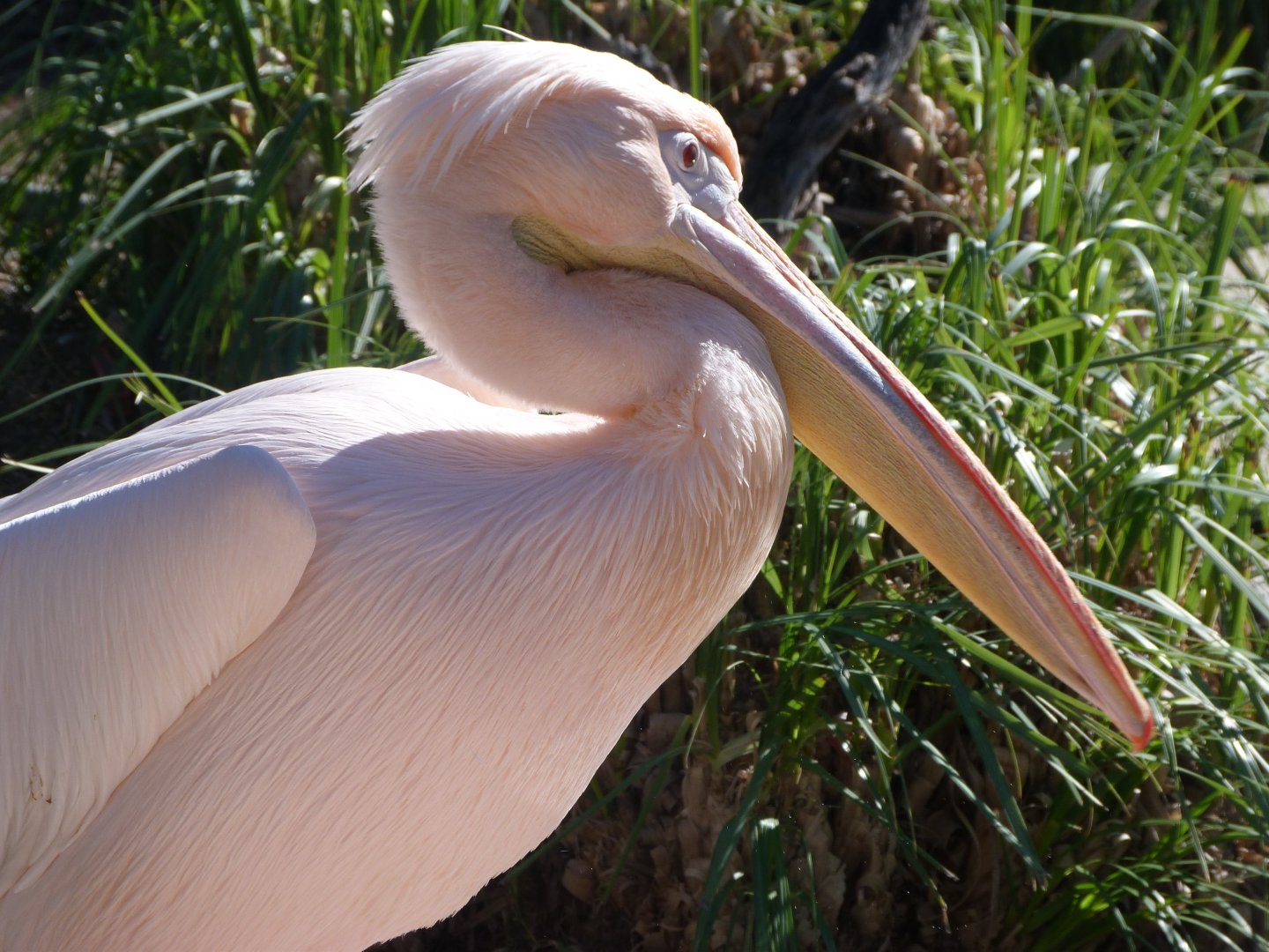 Great white pelican -Faunia (2025)