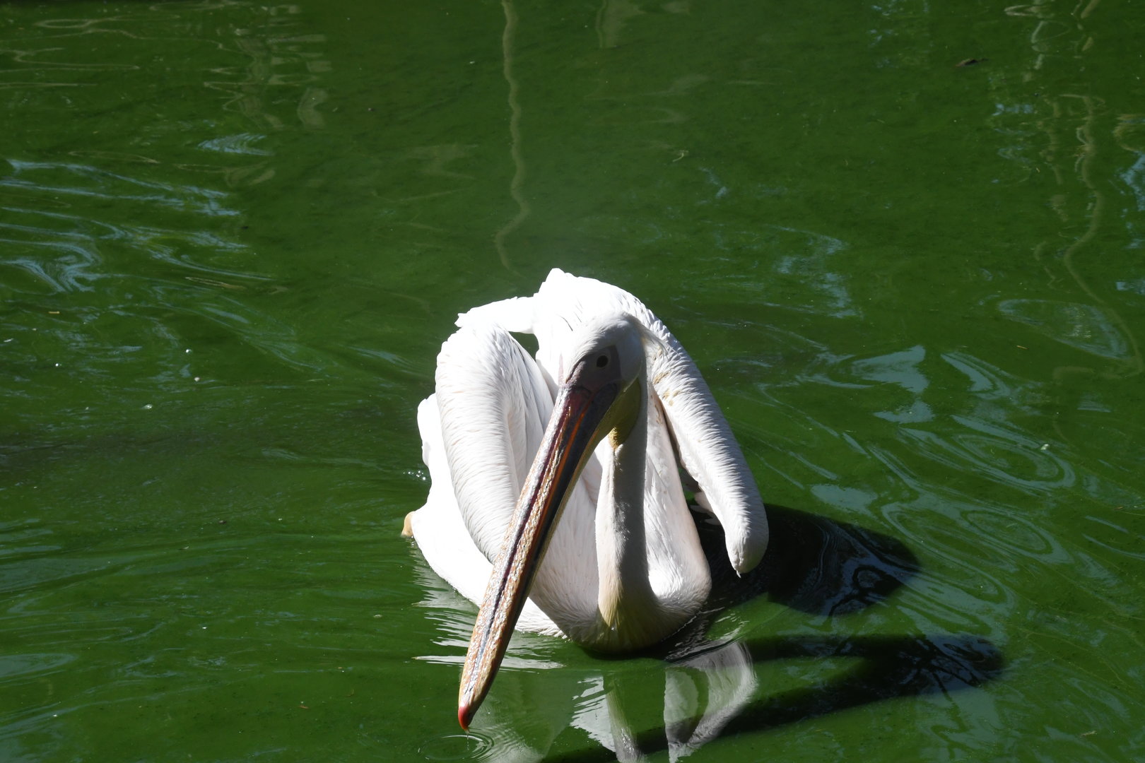 Great White Pelican (free-ranging)