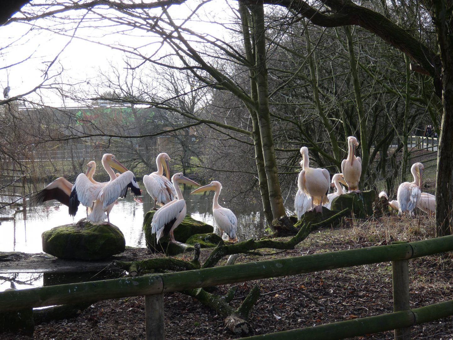 Great white pelican group