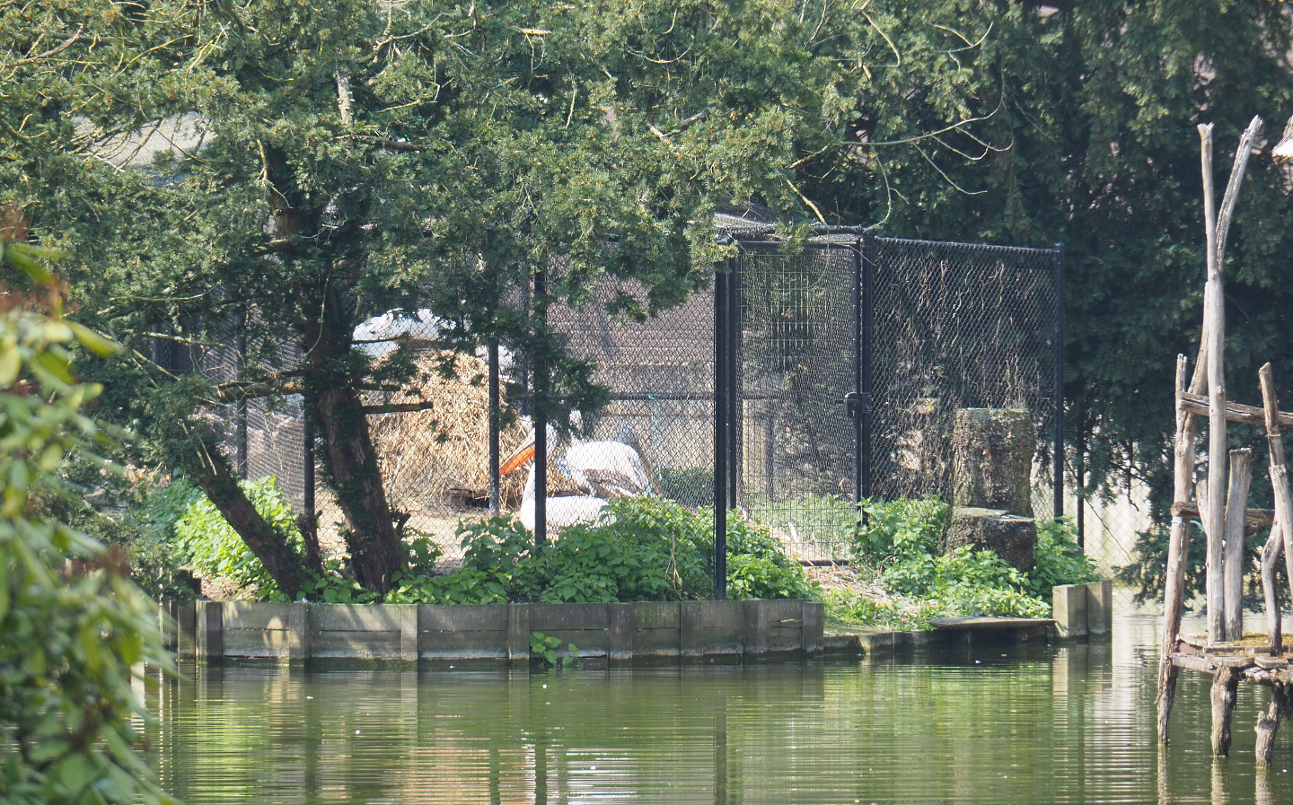 Great white pelican holding aviary, 2021-04-20