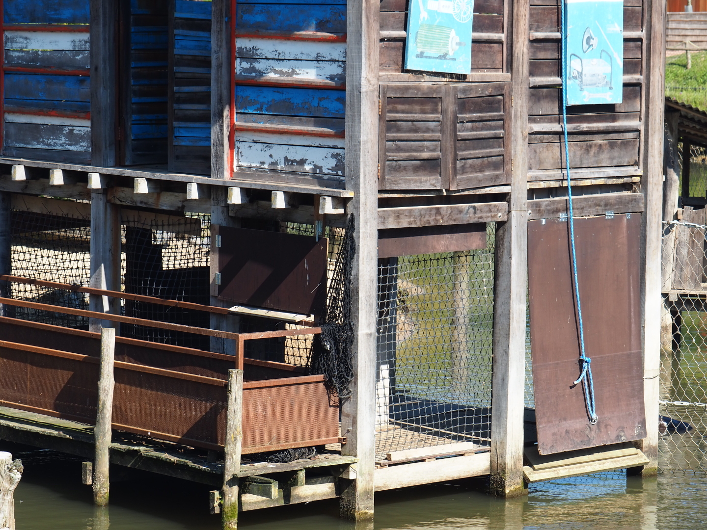 Great white pelican holding aviary, 2021-09-03