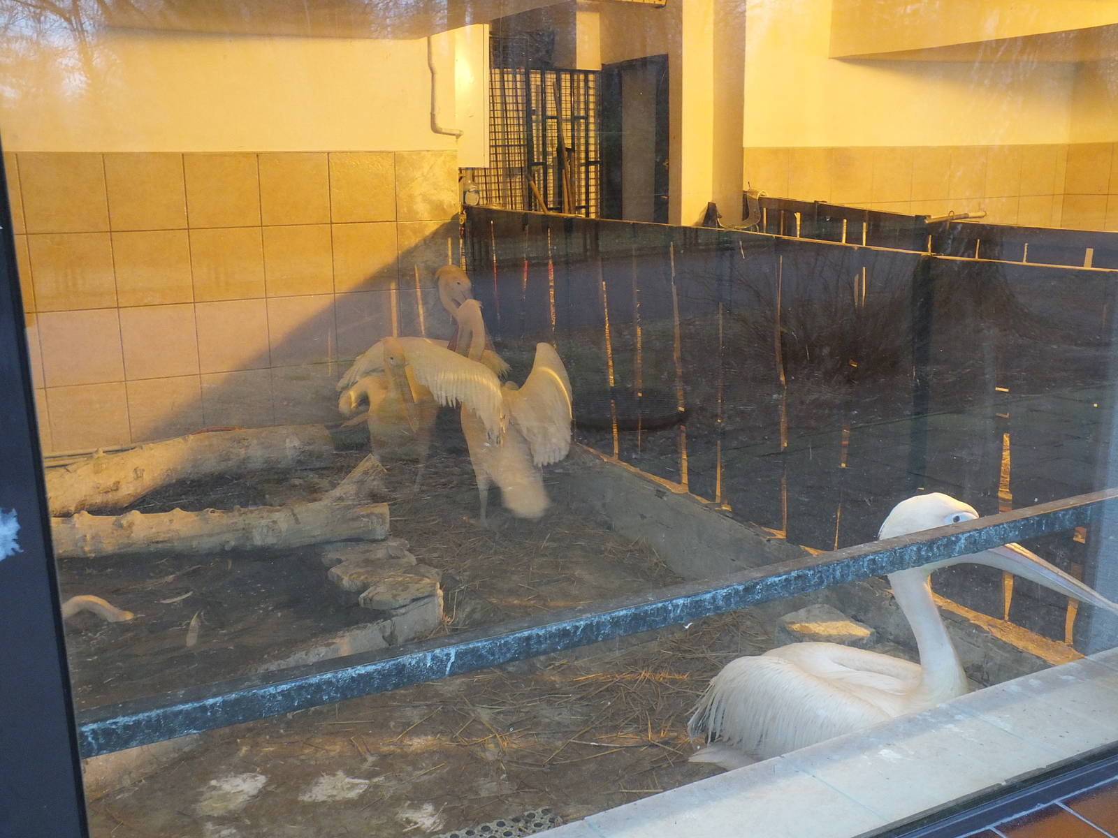 Great white pelican indoors