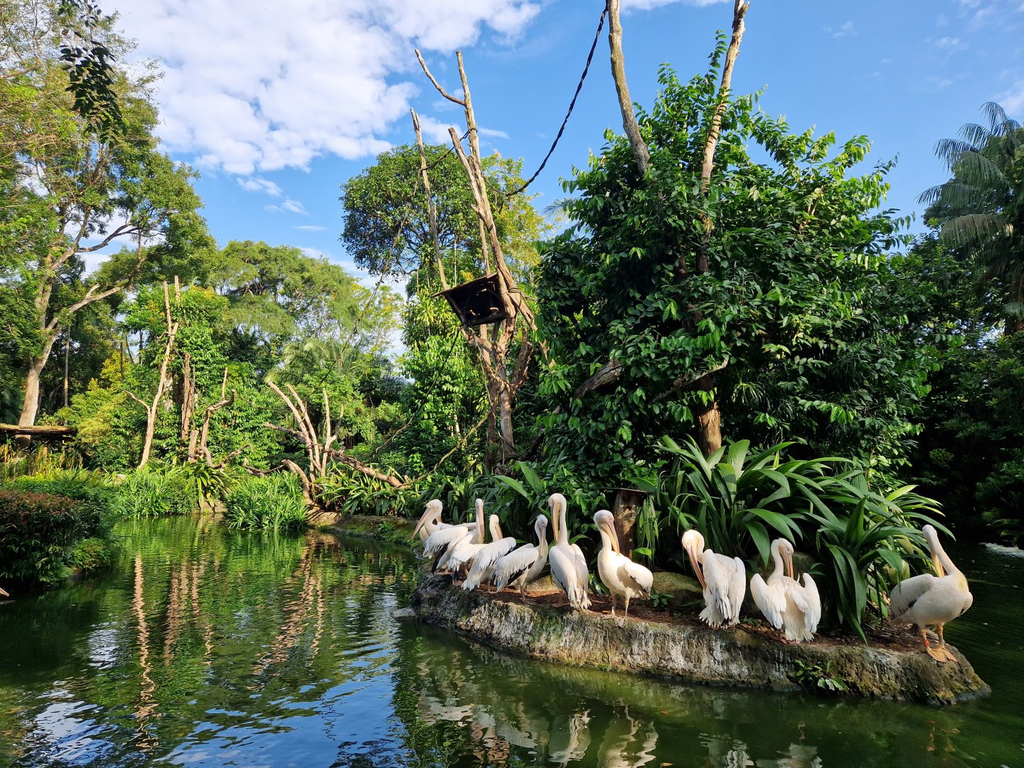 Great white pelican Island