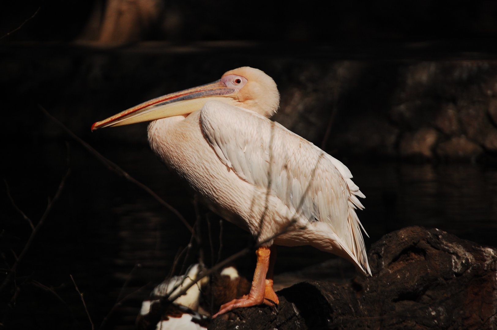 Great white pelican - Lahore zoo 17/11/2019