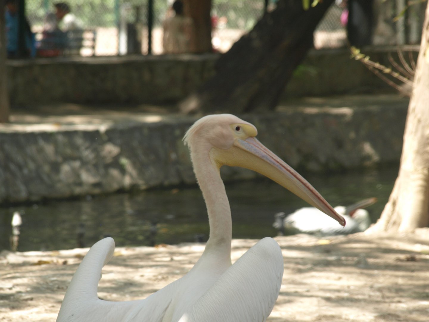Great white pelican - Lahore zoo 8/4/2017