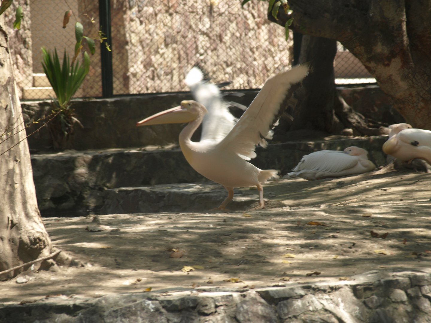 Great white pelican - Lahore zoo 8/4/2017